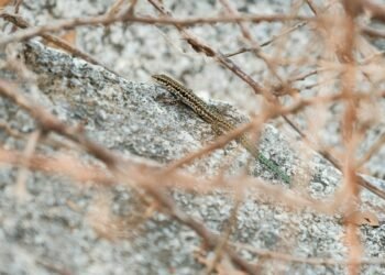 0 Wt6gwcnjefydcgi.jpeg