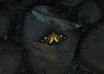 1 Rvkkqxyfwt69fnsolo2ew.jpeg