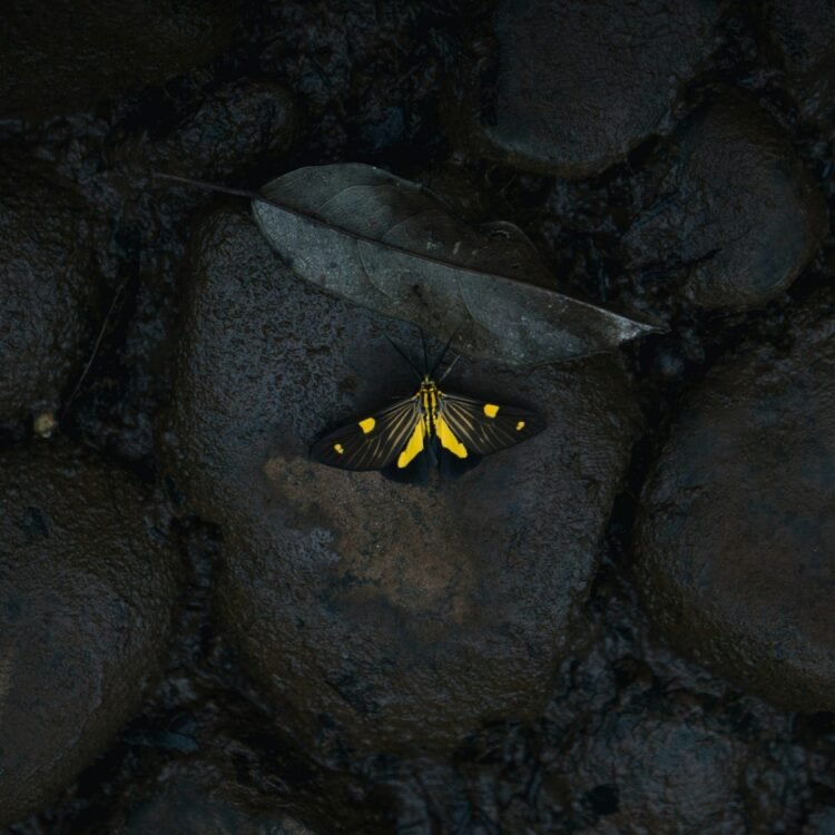 1 Rvkkqxyfwt69fnsolo2ew.jpeg