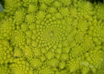 Blackieshoot clirfccteyy unsplash scaled 1.jpg