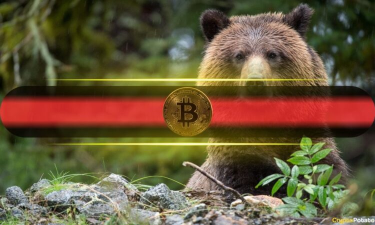 Bitcoin bear.jpg