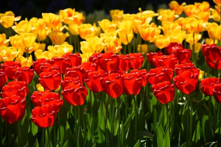 Luna wang s01fgc mfqw unsplash 1.jpg