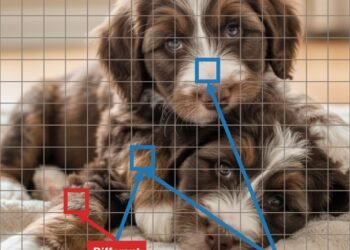 Bernedoodle pups same different.jpg