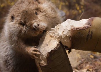 Shutterstock beaver.jpg