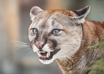 Shutterstock cougar puma mountain lion.jpg
