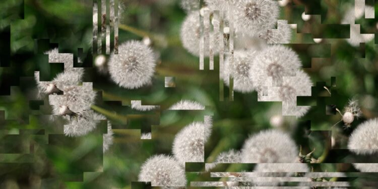Distorted dandelions lone thomasky bits baume 3113x4393 e1773672178399.jpg