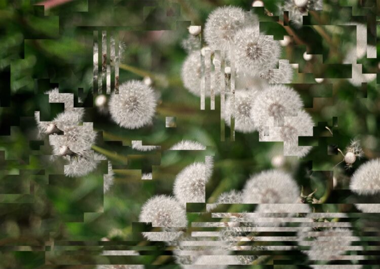 Distorted dandelions lone thomasky bits baume 3113x4393 e1773672178399.jpg