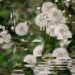 Distorted dandelions lone thomasky bits baume 3113x4393 e1773672178399.jpg