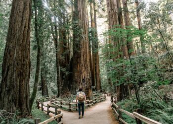 Image 310 1024x683 1.jpg