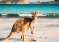 A20kangaroo20found20only20in20australia2028shutterstock29 id 2f8b756f 619d 4b75 b539 d1f58fa8348b size900.jpg