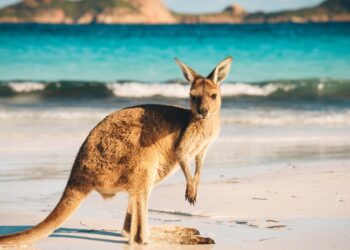 A20kangaroo20found20only20in20australia2028shutterstock29 id 2f8b756f 619d 4b75 b539 d1f58fa8348b size900.jpg
