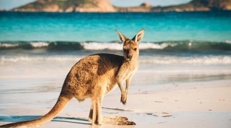 A20kangaroo20found20only20in20australia2028shutterstock29 id 2f8b756f 619d 4b75 b539 d1f58fa8348b size900.jpg