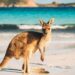 A20kangaroo20found20only20in20australia2028shutterstock29 id 2f8b756f 619d 4b75 b539 d1f58fa8348b size900.jpg