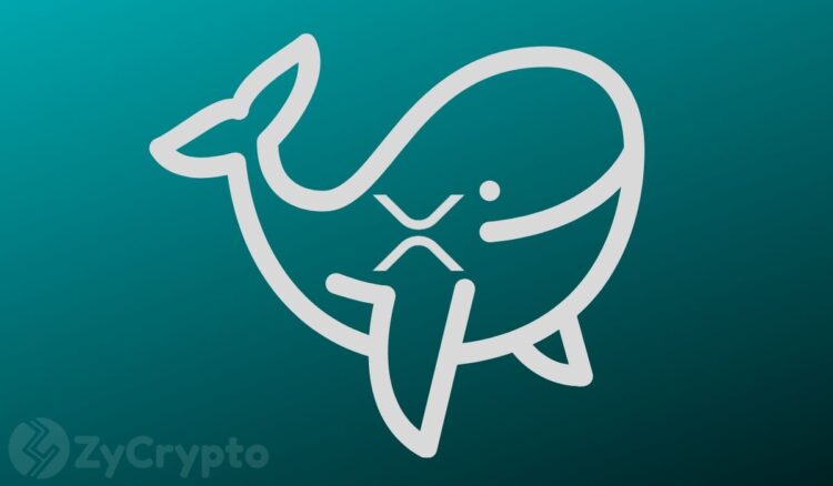 Xrp whales are seriously accumulating – a major price movement inbound .jpg