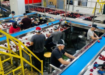 Conveyor sorting 32578355 card.jpg