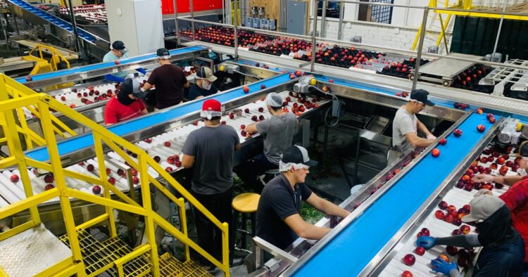 Conveyor sorting 32578355 card.jpg